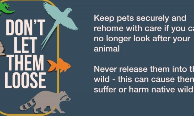 Support Don’t Let Them Loose!