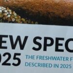 What’s in a name? New fishes report finds 309 new ones