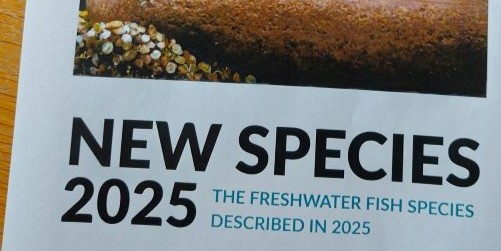 What’s in a name? New fishes report finds 309 new ones