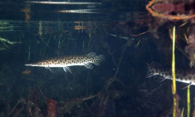 FHI alert on illegally imported species