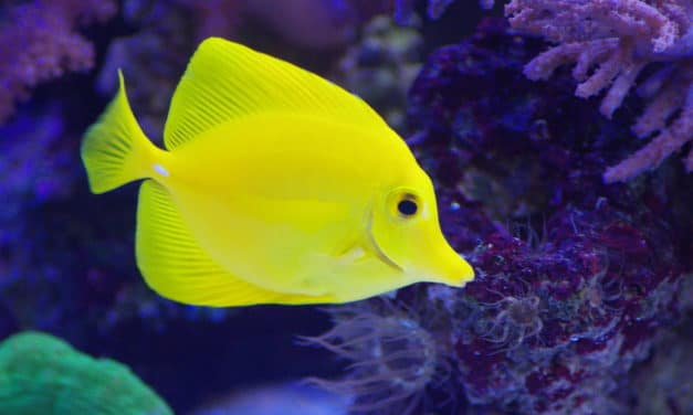 UPDATED: US fish tariff to disappear in the New Year