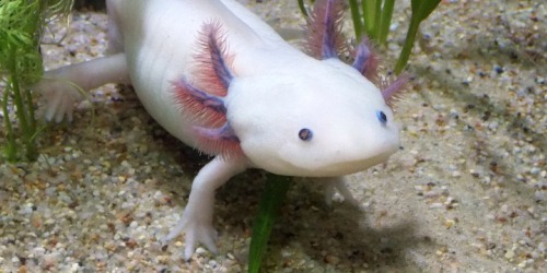 Axolotl import rules