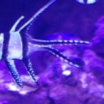 Proposals to Update UK Wildlife Trade Controls – OATA responds for the industry