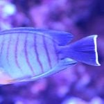 Joint letter raises concerns over continuing CITES rules