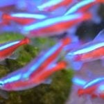 Pet fish ownership jumps during the pandemic years