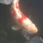 Hosepipe bans and fish ponds