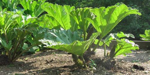 Research shows Gunnera species likely to be a hybrid