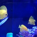 OATA adds its support to Hawaii marine fish industry