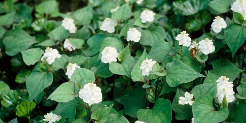 Updated planting advice for Houttuynia cordata
