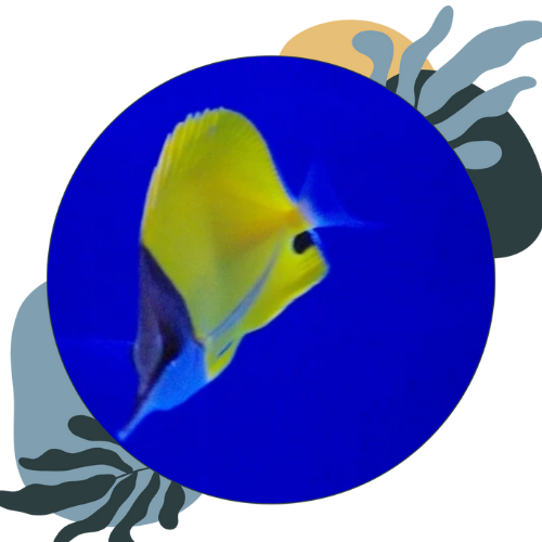 how to care for butterfly fish