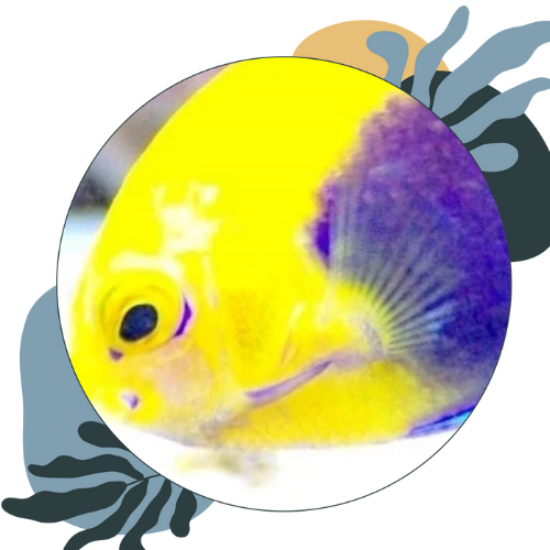 how to care for dwarf angelfish