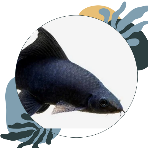 how to care for freshwater shark