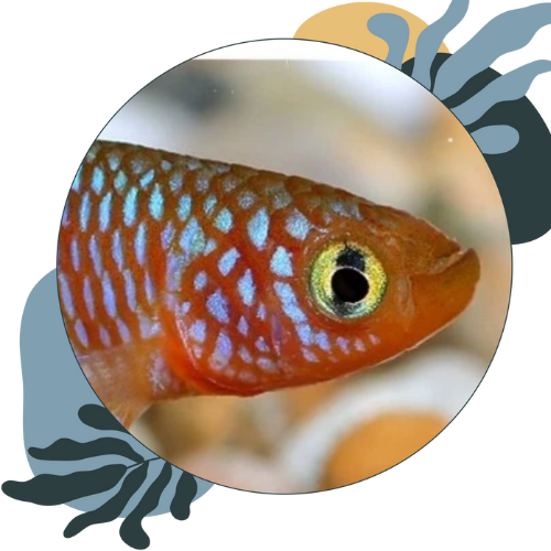 how to care for killifish