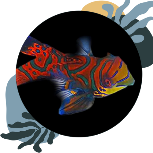 how to care for mandarin fish