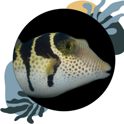 how to look after boxfish