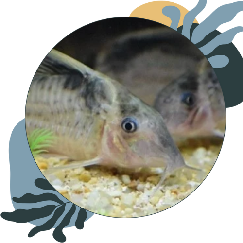 how to look after catfish