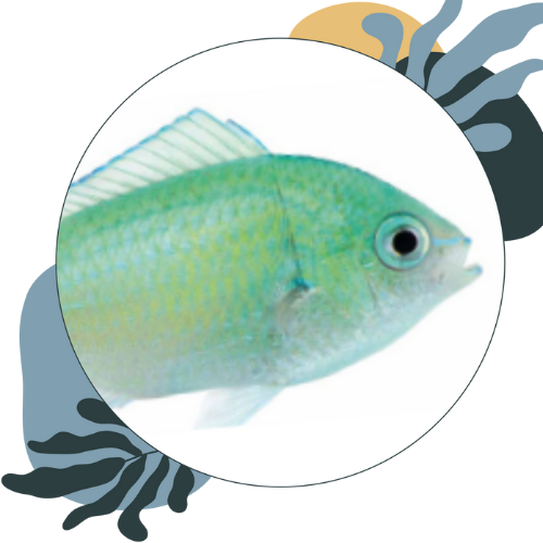 how to look after chromis