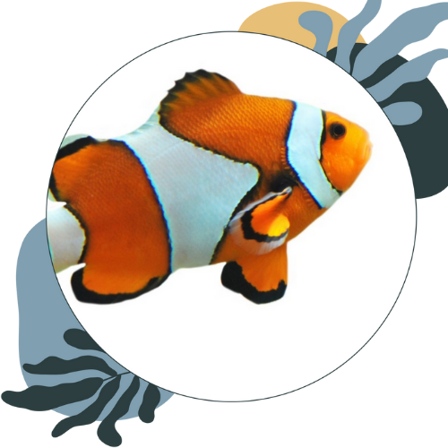 how to look after clownfish