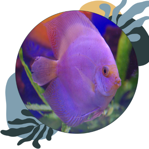 how to look after discus