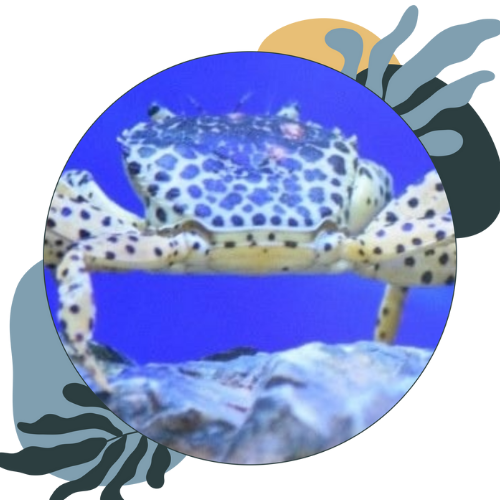 how to look after freshwater crab