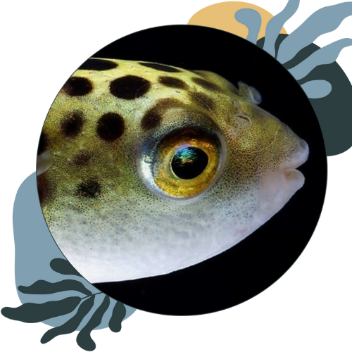 how to look after freshwater puffer