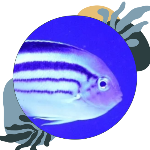 how to look after marine angelfish