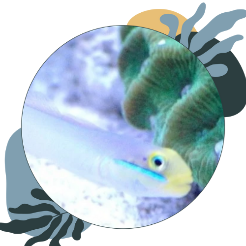 how to look after marine gobies