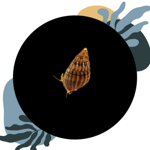how to look after marine molluscs