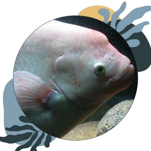 how to look after tankbusters