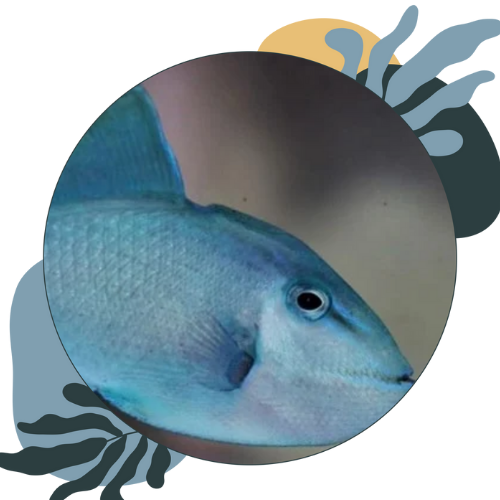 how to look after triggerfish