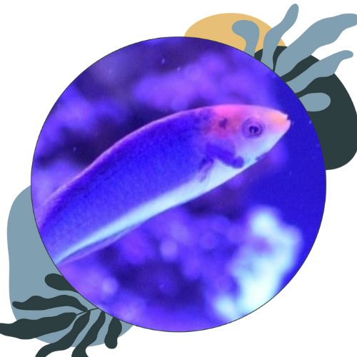 how to look after wrasse