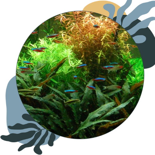 how to set up a freshwater tank