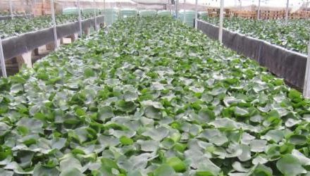 Water hyacinth set to return to GB ponds
