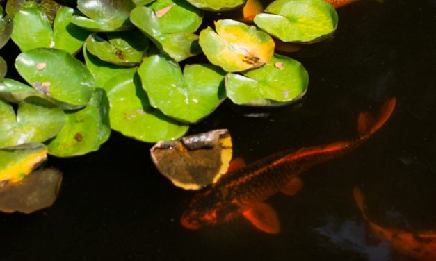 URGENT: register your business for plant passports