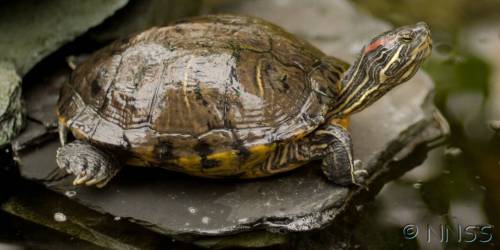 Terrapins, plants & animal exhibits – we have our say