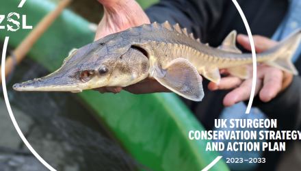 New conservation plan for UK sturgeon