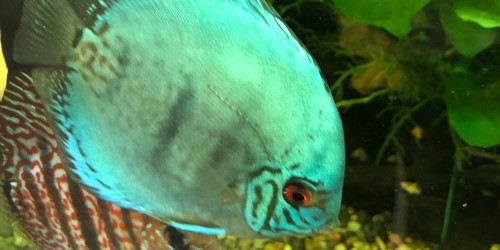 New qualification to lose ornamental fish focus