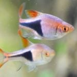OATA Responds to SAWC Report on Fish Sentience