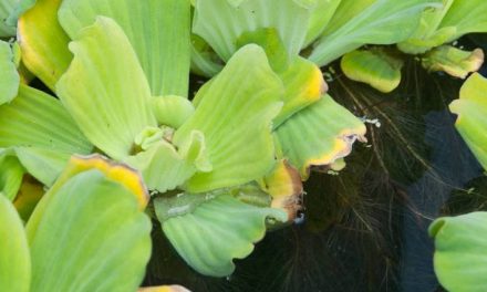 Water lettuce plant gets reprieve from EU sales ban